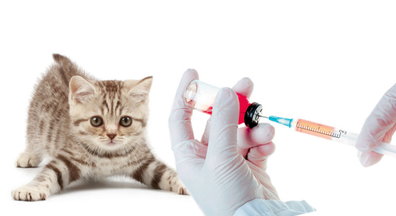Вакцинация животных от бешенства в ветеринарном участке на Отрадной продолжится в декабре
