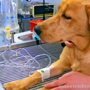 Ветеринарная клиника Зоодоктор фото 3 на сайте MoeOtradnoe.ru